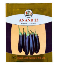 Brinjal Anand-23